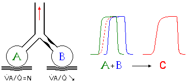 Physiopathological model